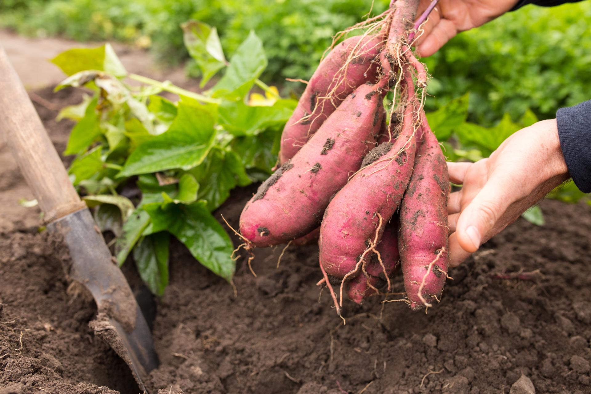 Sweet potatoes fresh off the ground