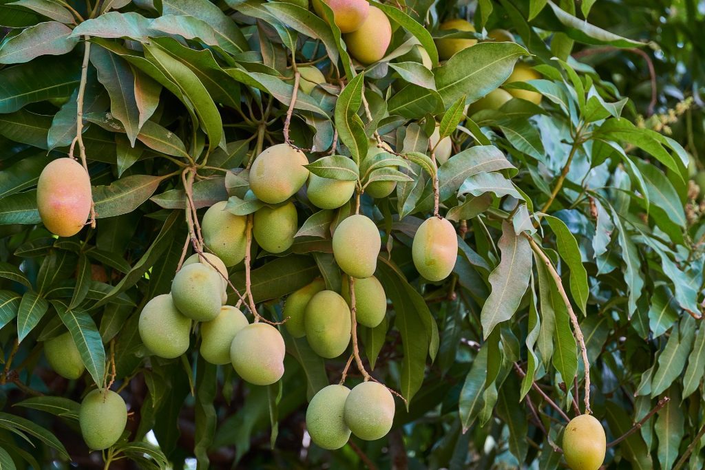 Mango tree