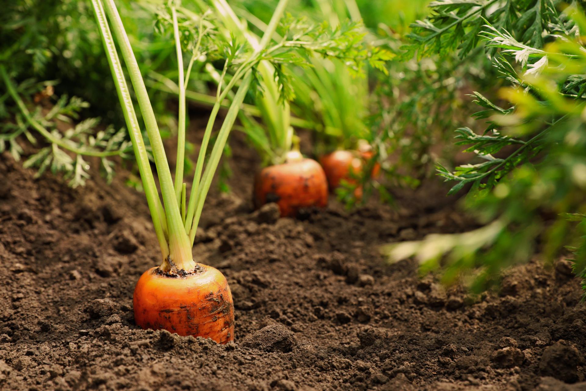 Carrots planted in the ground