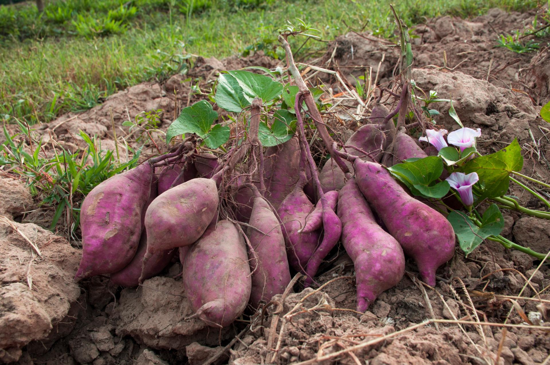 Sweet potatoes fresh off the ground